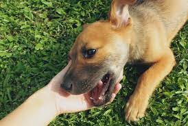 Jun 27, 2021 · nervosinho, desconfiado e pequenino, ele é muito confundido com o chihuahua. Vira Lata Caramelo Tudo Sobre Esse Famoso Caozinho Petz