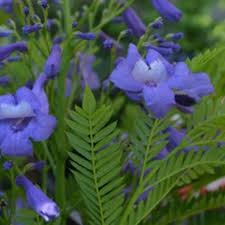 Check spelling or type a new query. Bonsai Blue Jacaranda Is At Home In The Garden And Containers Horticulture
