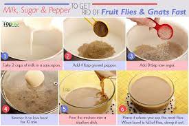 How To Get Rid Of Fruit Flies And Gnats Fast Top 10 Home Remedies Fruit Flies Gnats Fruit Flies In House