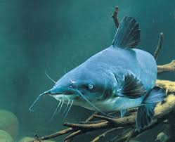 Catfish Growth Factors