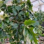 Image result for Cissus alata