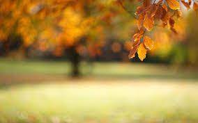 Image Result For Picsart Background Hd Blurred Background Autumn Leaves Wallpaper Blur Photo