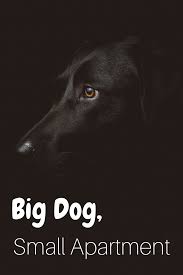 Raising A Big Dog In A Small Apartment Fairfield Residential Small Apartment Dogs Apartment Pet Apartment Dogs