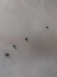 Explore our list of insects names in english. Hi I Just Noticed This Kind Of Tiny Black Bugs On My Bed Sheets I Clean And Change My Sheets Every Week And Use Mite Spray Very Often Not Sure Why There