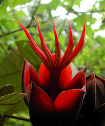 🔥 The Devil's Hand Tree, Chiranthodendron pentadactylon. :  r/NatureIsFuckingLit
