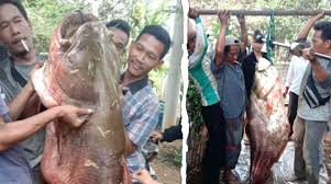 Di musim hujan, nelayan di desa koto, kecamatan xiii koto kampar, kabupaten kampar, provinsi riau dapatkan puluhan ikan. Ikan Tapah Raksasa 60 Kg Seukuran Manusia Tertangkap Di Bungo Akses News