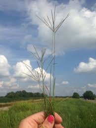 Image result for Cynodon dactylon