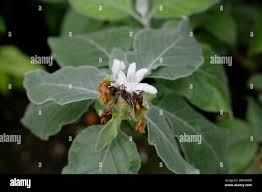 Image result for Barleria albostellata