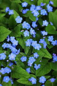 Blumenbilder Blumen Kostenlose Bilder Herunterladen Titania Foto Hintergrundbilder blumen kostenlos schoene hintergrundbilder handy sind aussergewoehnliche george washington facebook timeline fotos zu ihnen bereit dieses ist ihre grosse wahrscheinlichkeit. blumenbilder blumen kostenlose bilder