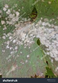 Image result for Uncinula necator