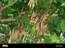 Image result for Albizia schimperiana