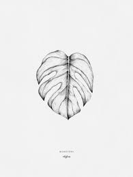 A4 Posters Monstera Leaf Drawing Plant Sketches Leaves Sketch