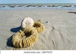 Whelk Eggs Images Stock Photos Vectors Shutterstock