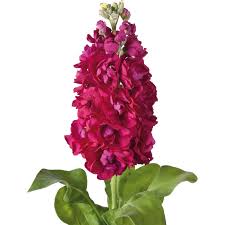Image result for Matthiola