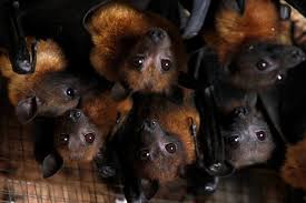 Nipah virus, a paramyxovirus (a group of viruses related to respiratory disease) associated with hendra virus, first emerged in malaysia in 1998. Nipah Virus In China With A 75 Death Rate Could Be World Today News