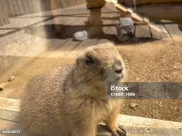 Image result for Cynomys ludovicianus obrázek