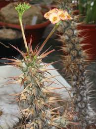 Image result for Euphorbia didiereoides