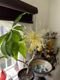 Image result for Pachira