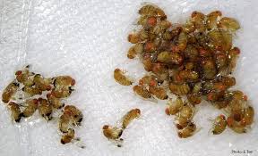 This includes but is not limited to the control of: Spotted Wing Drosophila Latest Information From The Nys Ipm Program