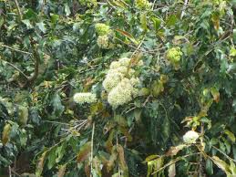 Image result for Galpinia transvaalica