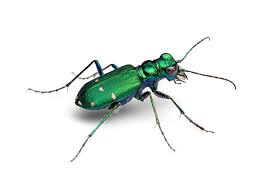 Cicindela Sexguttata Six Spotted Tiger Beetle By Alex Wild Insect Photography Wild Photography Insects