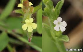 Image result for Striga asiatica