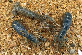 Pestarella Tyrrhena Peche En Mer Appat Peche