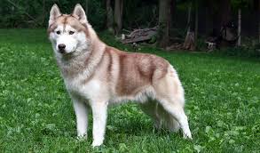 Siberian Husky Dog Breed Information