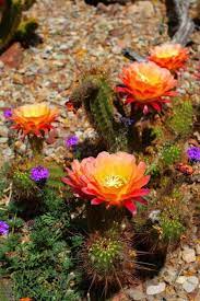 That's about what you'd tip a scottsdale valet these days. Desert Inspired Fashion Album On Imgur Cacti And Succulents Desert Flowers Cactus Flower