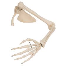 3ds max + blend c4d ma 3ds fbx obj. Human Arm Skeleton Model With Scapula Clavicle 3b Smart Anatomy 1019377 3b Scientific A46 Hand And Arm Skeleton Models Human Bone Model Extremities Arm