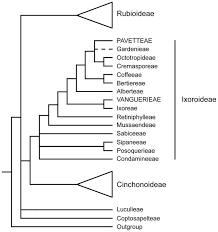 Image result for Pygmaeothamnus zeyheri
