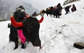 Animal groups and babies often have strange names. 300 Himalayan Yaks Starve To Death In Sikkim The Hindu