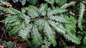 Image result for Gleicheniaceae