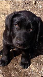 Pin By Daniel Stamatelopoulos On Black Labs Black Labrador Puppy Black Lab Puppies Black Labrador Retriever