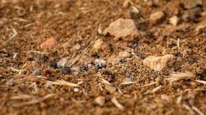 About fourmilière vieil antibes bnbkeys. Fourmis Travail Presentant La Courtoisie A L Interieur De La Fourmiliere Clips Videos Video Du Soldat Nature 153839447