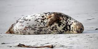 Die wissenschaftliche bezeichnung „pinnipedia, abgeleitet von den lateinischen wörtern pinna ‚flosse' und pes ‚fuß', bedeutet flossenfüßer. Robben 56 Pause Foto Bild Meer Natur Strand Bilder Auf Fotocommunity