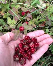 Image result for Rubus pinnatus