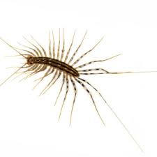 Run a dehumidifier in damp parts of the house. Why You Should Let This Creepy Bug Live In Your House Wgme