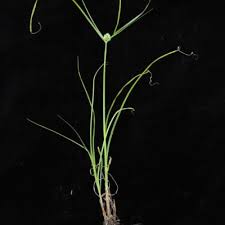 Image result for Cyperus dubius