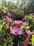 Image result for Osteospermum monocephalum