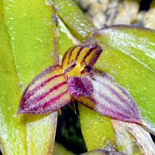 Image result for Bulbophyllum burttii
