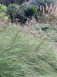 Image result for Cynodon aethiopicus