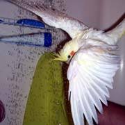 How To Understand Cockatiel Gestures (With Pictures) - Wikihow