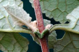 Image result for Buddleja dysophylla