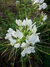 Image result for Cleome stricta
