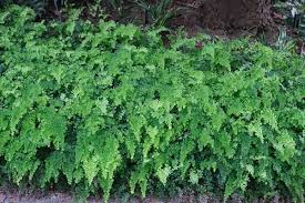 Image result for Adiantum poiretii