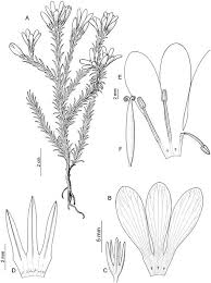 Image result for Swertia tetrandra