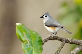 Birds Of North Alabama Tufted Titmouse Alabama Birding Trails Common Birds Titmouse Tufted