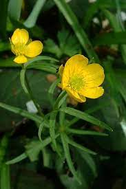 Ranunculaceae Wikipedia The Free Encyclopedia Identify Plant Planting Flowers Ranunculus Flowers