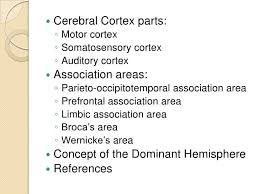 Limbic System And Cortex Of The Brain Limbic System Motor Cortex Cerebral Cortex